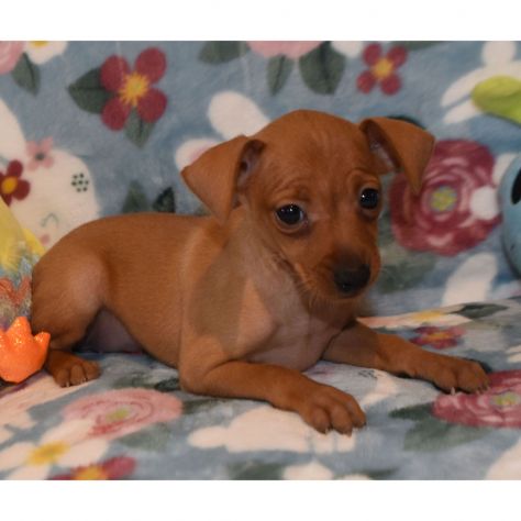 Bellissimi cuccioli di Pinscher - Foto 2