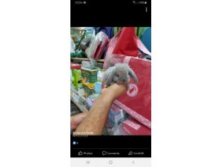 Cuccioli conigli nani ariete