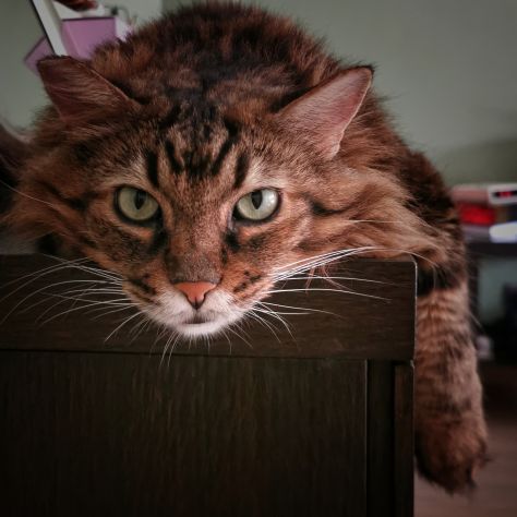 Cat sitter - Zona Talenti, Jonio, Prati Fiscali (Roma) - Foto 4