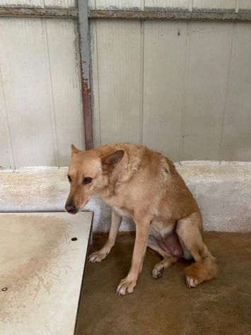 ROSITA ADDOLORATA PRIVATA DELLA LIBERTÀ CANE IN ADOZIONE - Foto 2