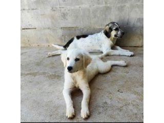 SMILLA GIOVANE CAGNOLINA IN ADOZIONE