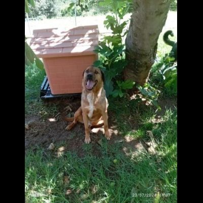 BULLO CONCENTRATO DI TENEREZZA, CANE IN ADOZIONE - Foto 7