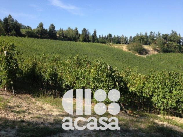 AZIENDA AGRICOLA SAN CARLO - Foto 6