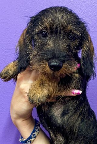 Cuccioli bassotto tedesco pelo duro con pedigree - Foto 4