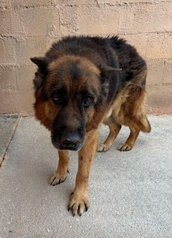 AXEL PASTORE TEDESCO 6/7 ANNI IN CANILE - Foto 2