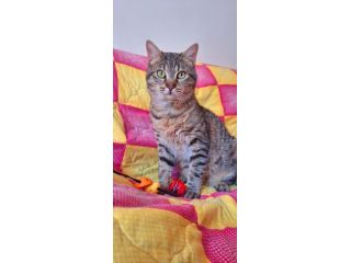 Dolcissimo gattino di soli 6 mesi
