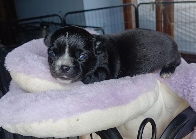 Cuccioli di chihuahua