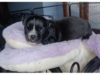 Cuccioli di chihuahua