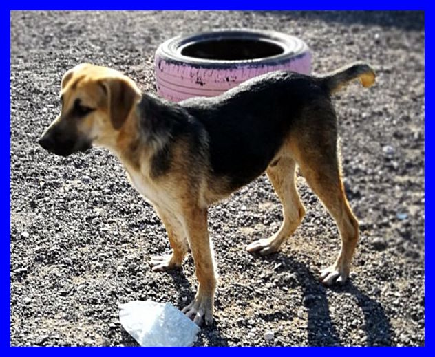 ARGO, DOLCE CUCCIOLO SIMIL PASTORE CERCA CASA - Foto 4
