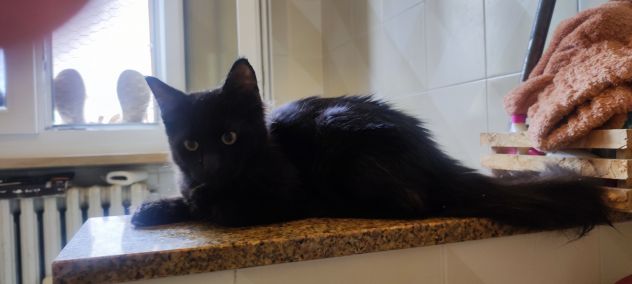 Norvegese nero - Foto 4