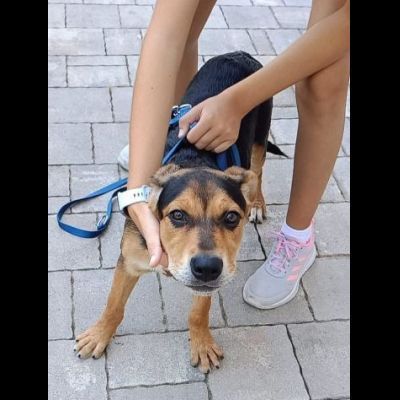 HURRA' E MONIA INVISIBILI FRA GLI INVISIBILI CAGNOLINE IN ADOZIONE - Foto 3
