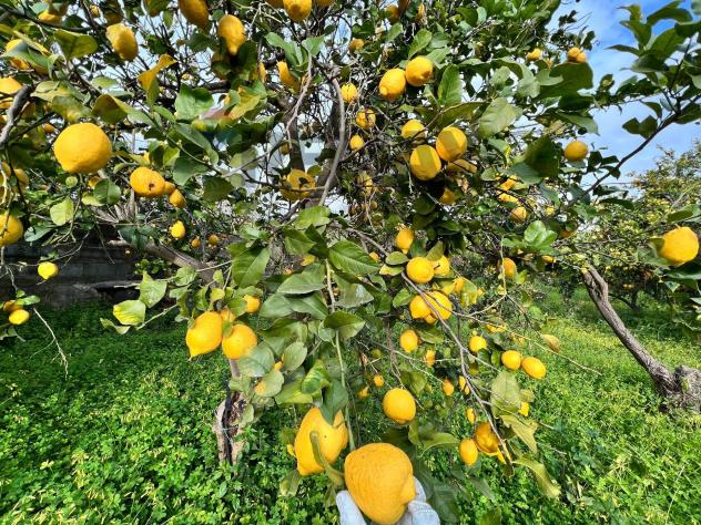 Terreno in vendita a Acireale - Foto 6