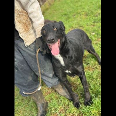AARON dolce e vitale carbonello, CANE IN ADOZIONE - Foto 10