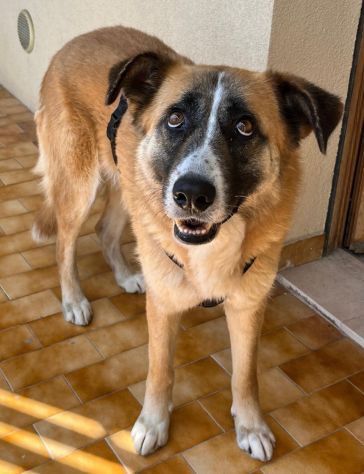 Ambra 4 anni Taglia grande