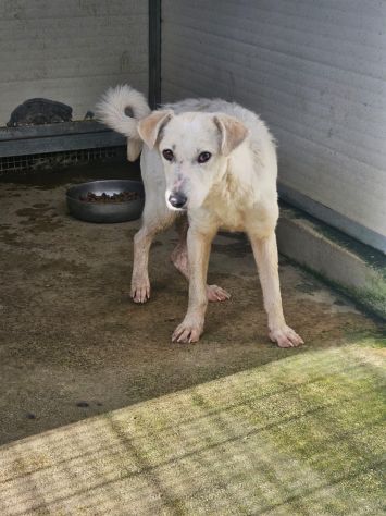 Oipe: docile e socievole. Taglia contenuta - Foto 3