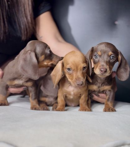 BASSOTTO NANO TEDESCO CUCCIOLATA ITALIANA - bassotti nani - Pag. agevolato - Foto 5