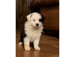 Cuccioli Border Collie di alta genealogia