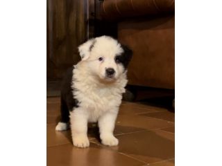 Cuccioli Border Collie di alta genealogia