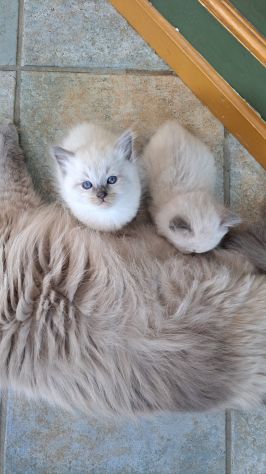 🐾Gattini di razza siberiana ipoallergenici🐾 - Foto 3