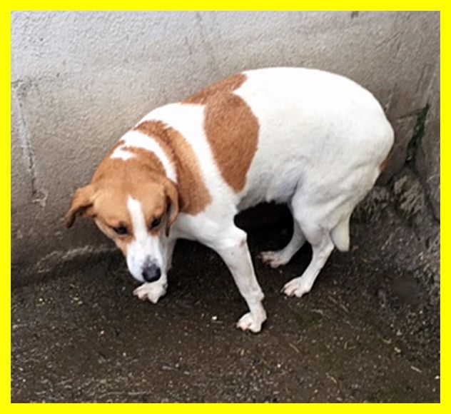 LIVIA, UN PO' SPAVENTATA MA BUONA, DA SEMPRE IN CANILE CERCA CASA - Foto 3