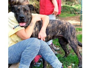 LENNY MAGNIFICA CAGNOLONA IN ADOZIONE