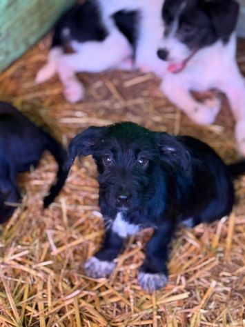 NERA, timida cucciola baffuta TG PICCOLA! - Foto 2