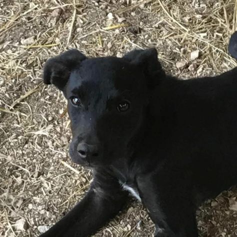 Nerino 2anni e 1/2 medio piccolo qualcuno lo vorrà? FROSINONE - Foto 2