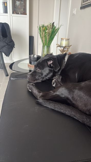 Regalo cane pittbul corso - Foto 2