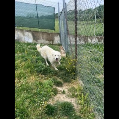 GERICO UNA MERAVIGLIA IN GABBIA CANE IN ADOZIONE - Foto 10