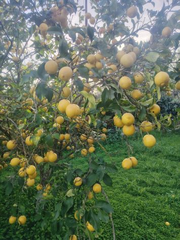 Limoni Biologici - Foto 3