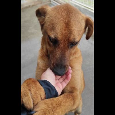 ZACK E FABER IN RECLUSIONE SENZA COLPA. CAGNOLINI IN ADOZIONE - Foto 5
