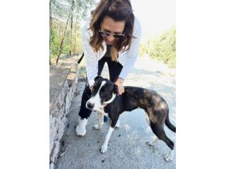 Eleonora