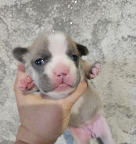 Bulldog francese lilac - Foto 4