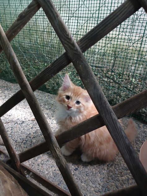 Cucciolata - Foto 6