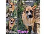 TARE dolcissima cagnolina..è qui che attende da tanto tempo una famiglia.