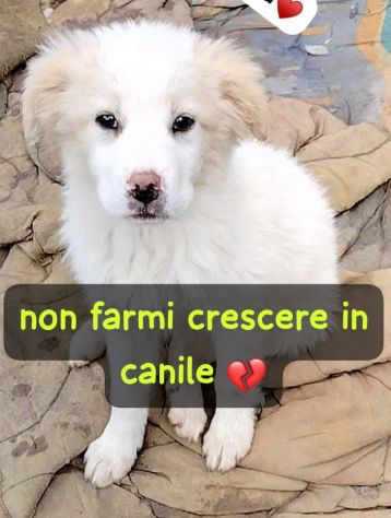 SPLENDIDE CUCCIOLE 3 MESI taglia media IN CANILE