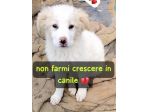 SPLENDIDE CUCCIOLE 3 MESI taglia media IN CANILE