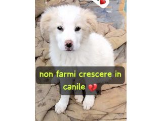 SPLENDIDE CUCCIOLE 3 MESI taglia media IN CANILE
