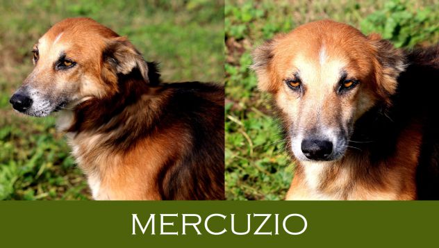 Il bellissimo Mercuzio, giovane cane derivato Pastore Tedesco