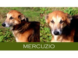 Il bellissimo Mercuzio, giovane cane derivato Pastore Tedesco