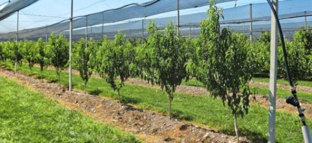 Terreno di 200000 m² in vendita a Carpi