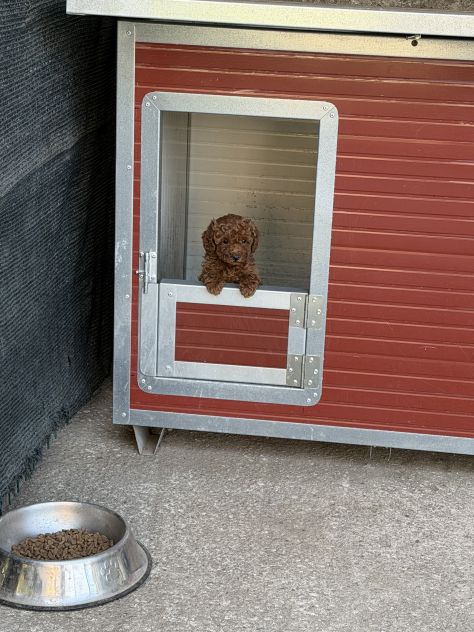 Cucciole di Barboncino Toy - Foto 2