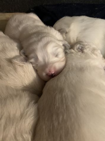 Cuccioli Pastore Maremmano Abruzzese - Foto 2
