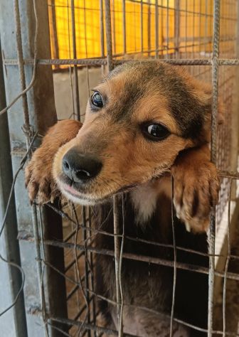 Kora cucciola futura taglia piccola - Foto 3