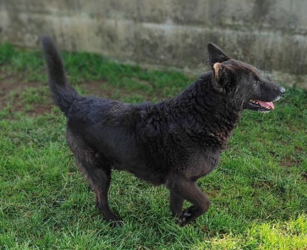 CAGNOLINO IN ADOZIONE
