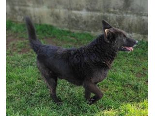 CAGNOLINO IN ADOZIONE