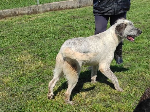 JAGO ADORABILE TENERONE: CANE IN ADOZIONE - Foto 3