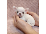 CHIHUAHUA TOY cuccioli - pag agevolato