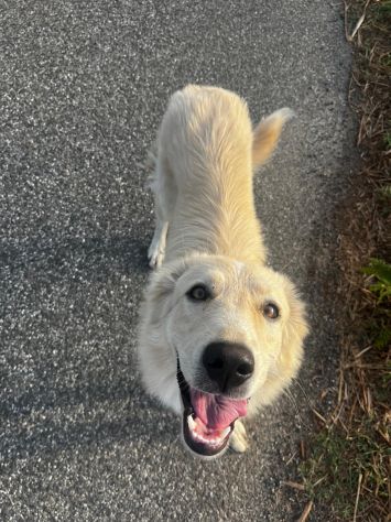 MABEL, 1 ANNO, CHIUSA IN UN TERRENO DOPO LE MINACCE DI AVVELENAMENTO
