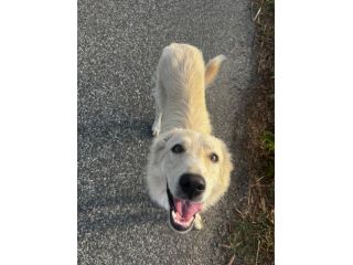 MABEL, 1 ANNO,  CHIUSA IN UN TERRENO DOPO LE MINACCE DI AVVELENAMENTO